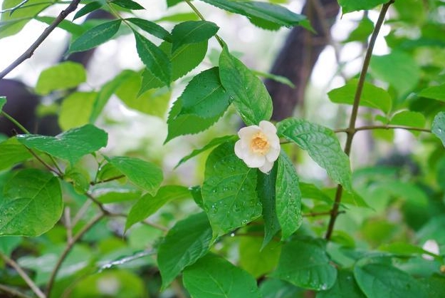 從夏到冬，蠟梅雙驕：夏蠟梅與臘梅的區(qū)別絕美碰撞